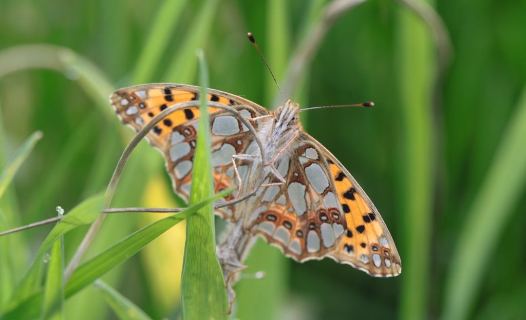 Accoppiamento di.... Melitae didyma?